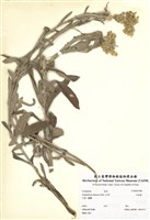藏品(紅面番)的圖片